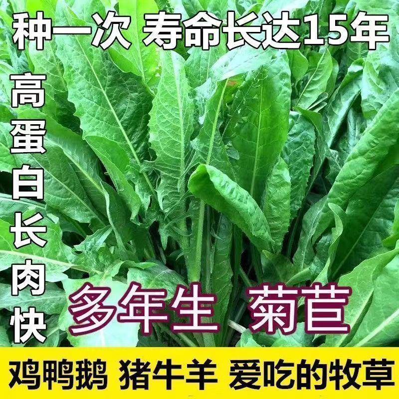 菊苣种籽养殖大叶多年生四季牧草种子羊牛兔鸡鸭鹅猪草种孑鱼