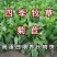 菊苣种籽养殖大叶多年生四季牧草种子羊牛兔鸡鸭鹅猪草种孑鱼