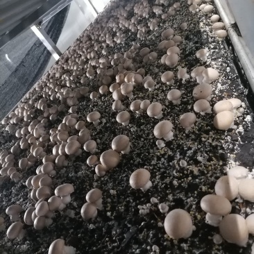 牛排菇，产地直发，全国发货，欢迎进店购买。