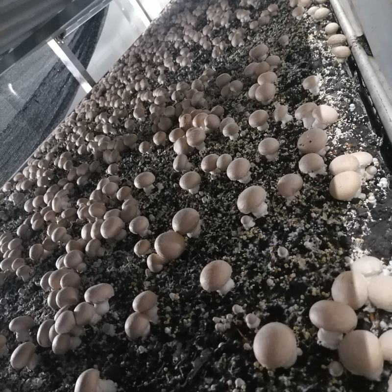 牛排菇，产地直发，全国发货，欢迎进店购买。