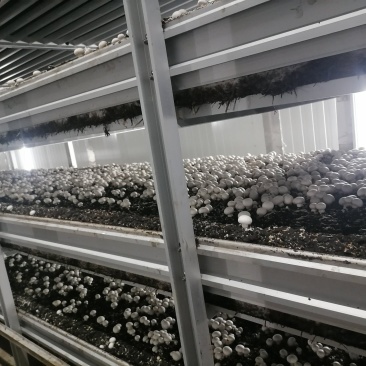 工厂化双孢菇一年四季有货，双孢菇质量好，每天产能20吨