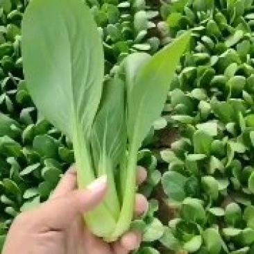 山东曹县万亩油菜基地直发