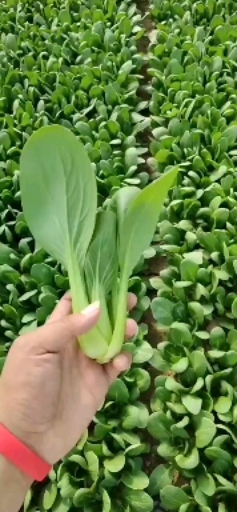 山东曹县万亩油菜基地直发