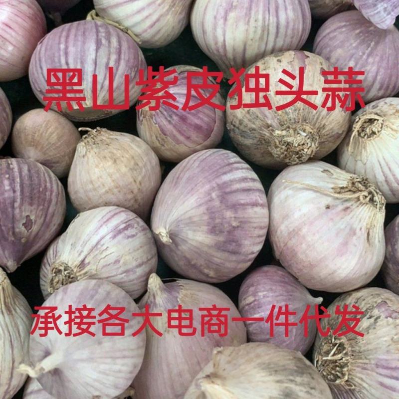 黑山紫皮独头蒜瓣蒜6月中旬大量上市，承接一件代发，