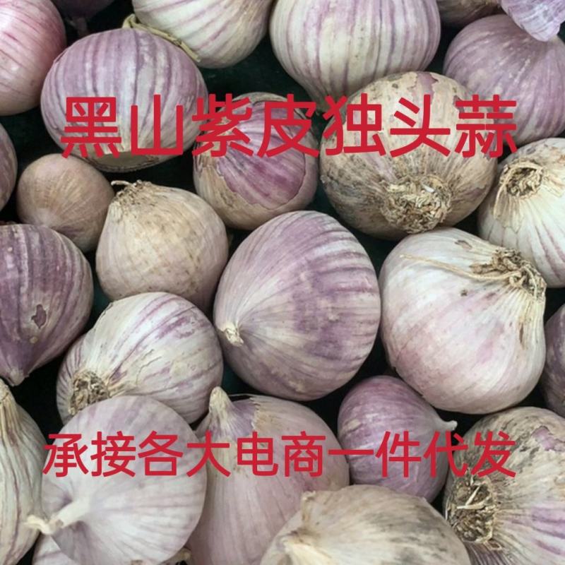 黑山紫皮独头蒜瓣蒜6月中旬大量上市，承接一件代发，