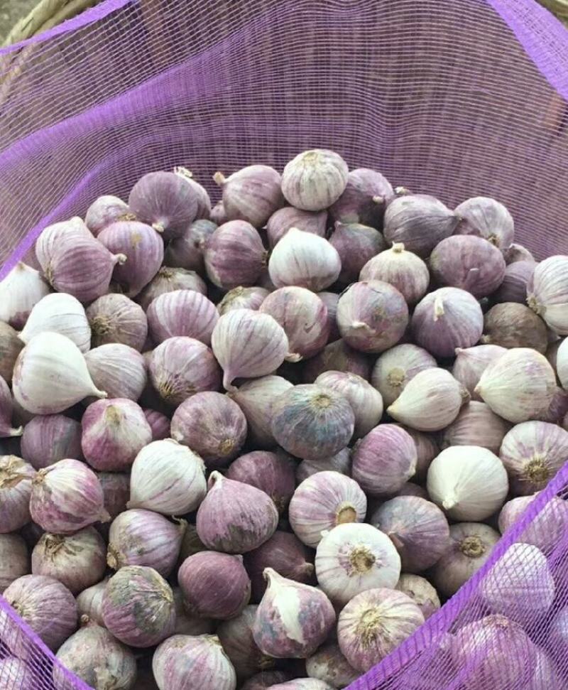 黑山紫皮独头蒜瓣蒜6月中旬大量上市，承接一件代发，