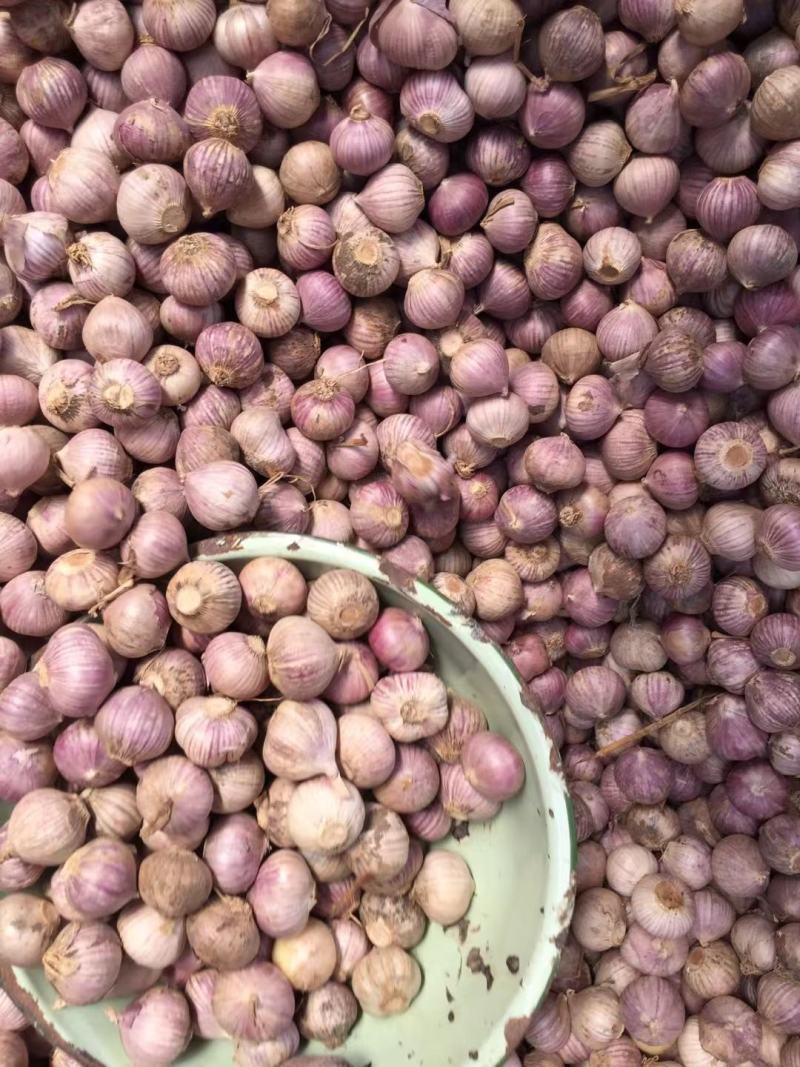 黑山紫皮独头蒜瓣蒜6月中旬大量上市，承接一件代发，