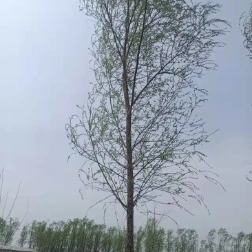 供应各种规格竹柳，旱柳，绦柳，馒头柳，垂柳，直柳
