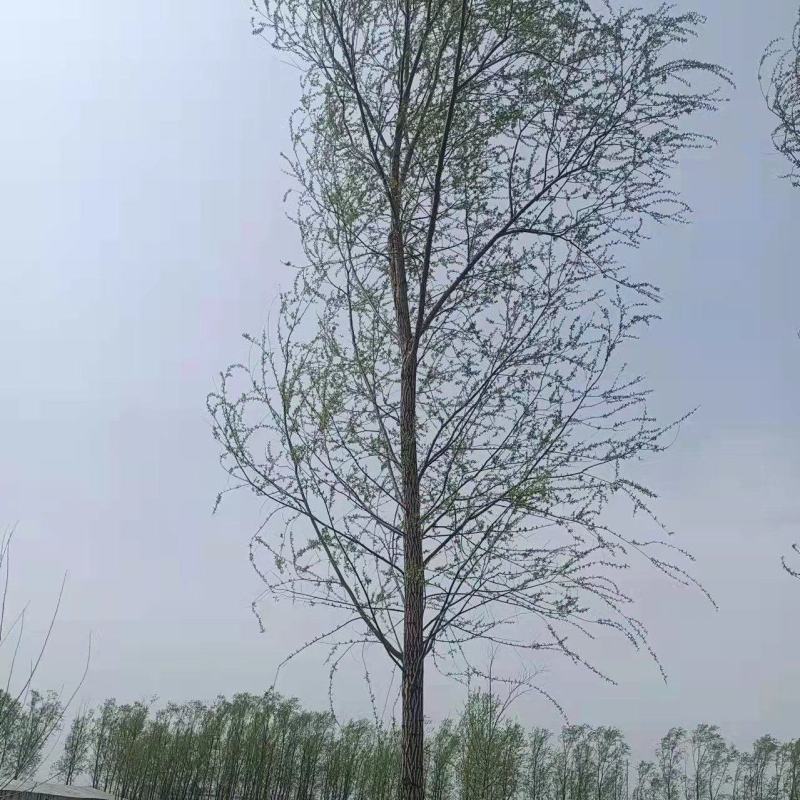 供应各种规格竹柳，旱柳，绦柳，馒头柳，垂柳，直柳