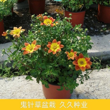 鬼针草盆栽花卉花苗耐热耐寒庭院阳台窗台多年生花期长