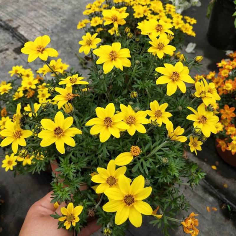 鬼针草盆栽花卉花苗耐热耐寒庭院阳台窗台多年生花期长