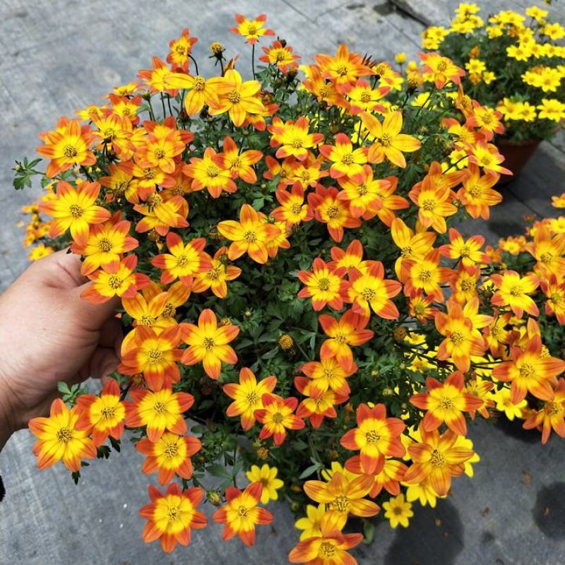 鬼针草盆栽花卉花苗耐热耐寒庭院阳台窗台多年生花期长