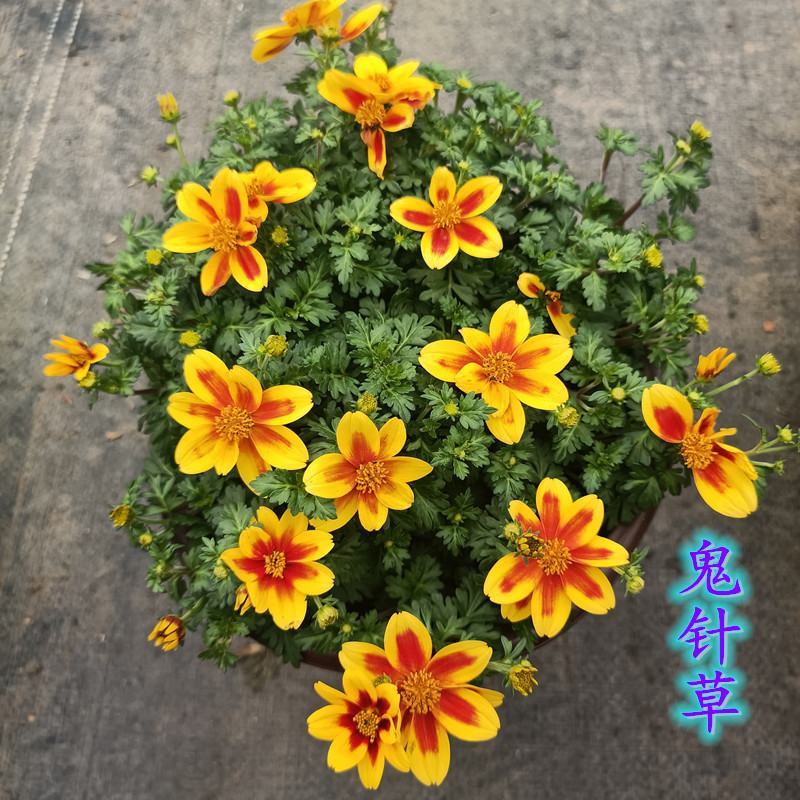 鬼针草盆栽花卉花苗耐热耐寒庭院阳台窗台多年生花期长