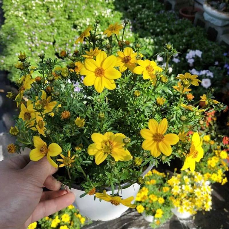 鬼针草盆栽花卉花苗耐热耐寒庭院阳台窗台多年生花期长