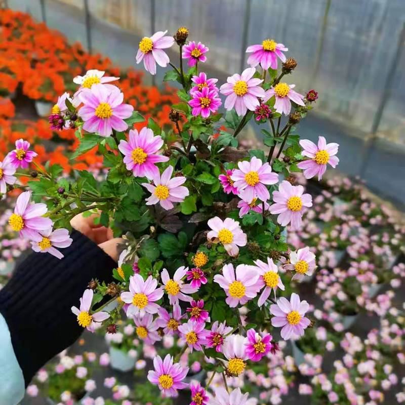 鬼针草盆栽花卉花苗耐热耐寒庭院阳台窗台多年生花期长