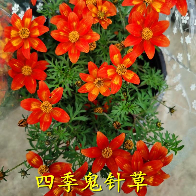 鬼针草盆栽花卉花苗耐热耐寒庭院阳台窗台多年生花期长