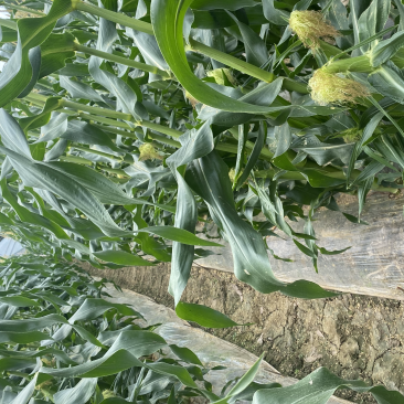 水果玉米云南双色玉米🌽大量上市中需要的老板联系。