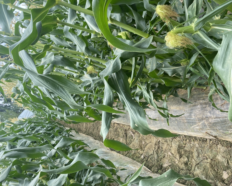 水果玉米云南双色玉米🌽大量上市中需要的老板联系。