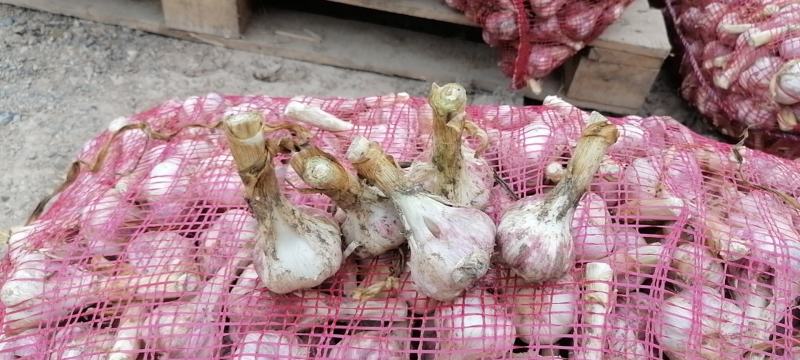 东昊运红根蒜头