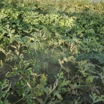 好货推荐美都西瓜产地直发瓜甜保质保量代发全国