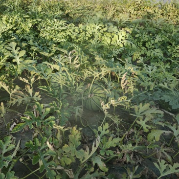 好货推荐美都西瓜产地直发瓜甜保质保量代发全国
