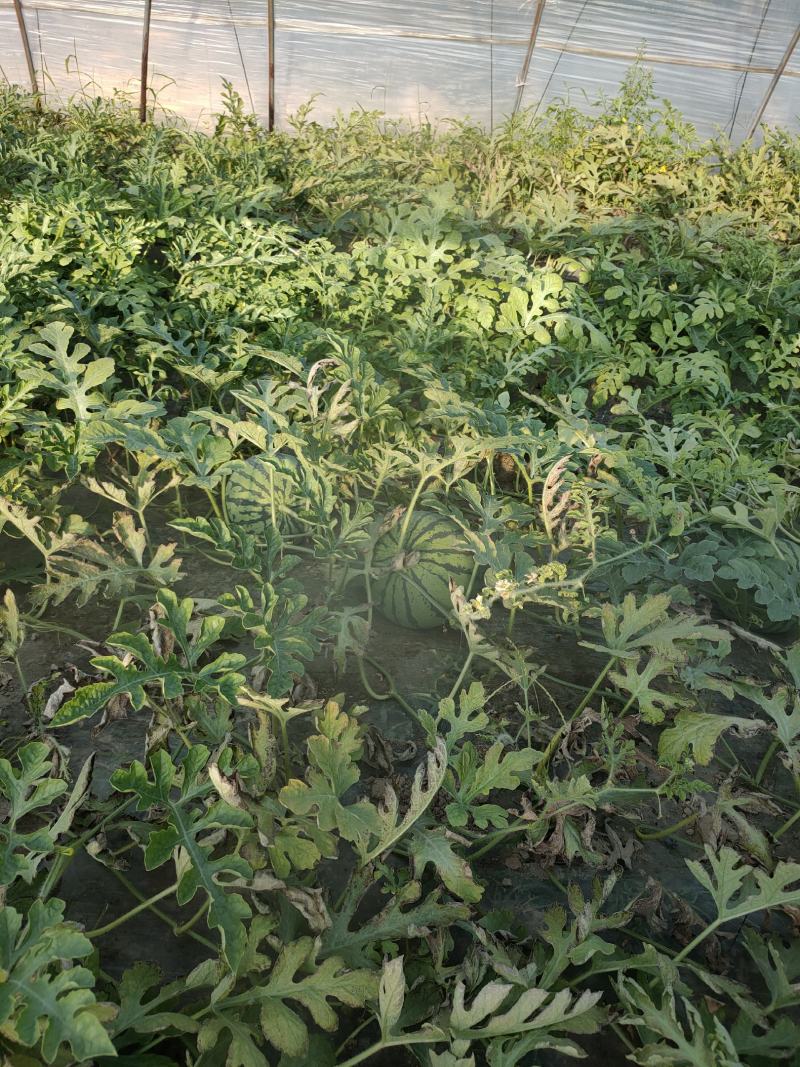 好货推荐美都西瓜产地直发瓜甜保质保量代发全国