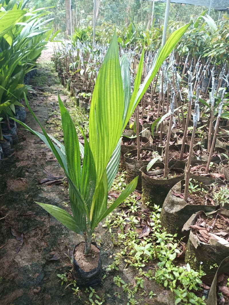正宗本地槟榔苗供应