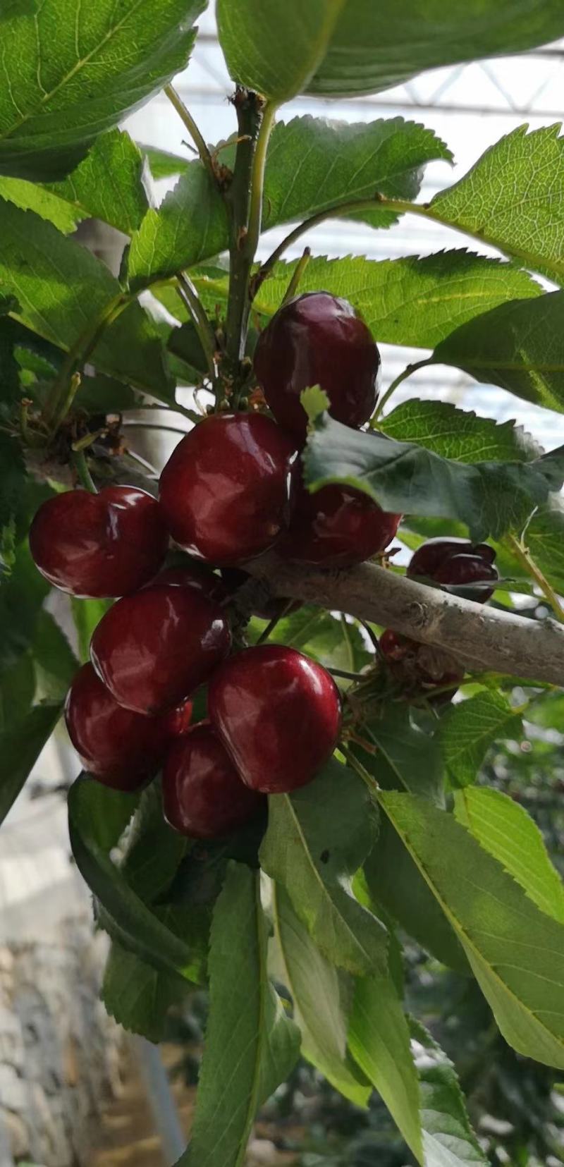 樱桃大批量