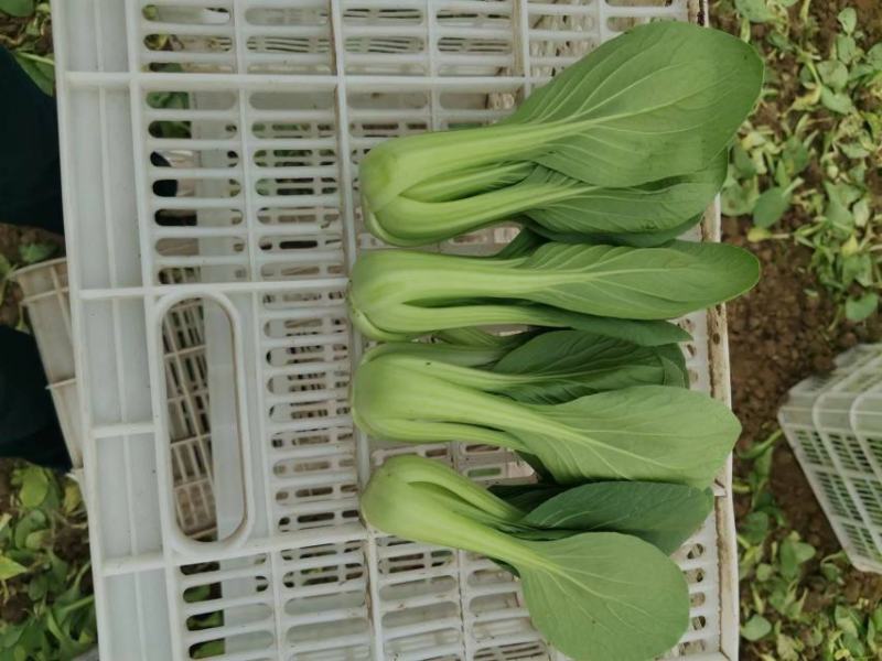 【精选】上海青小油菜大量供应质量有保障价格优惠，产地直发