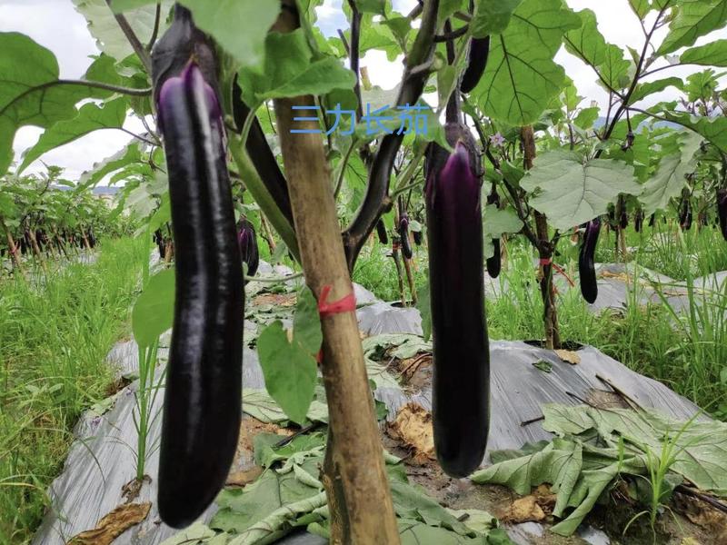 茄子苗，好养活品种齐质量优选，基地直供，货源稳定