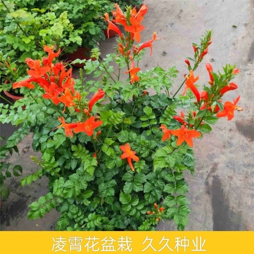 凌霄花盆栽花苗成品大苗庭院爬藤植物多年生易成活花期久