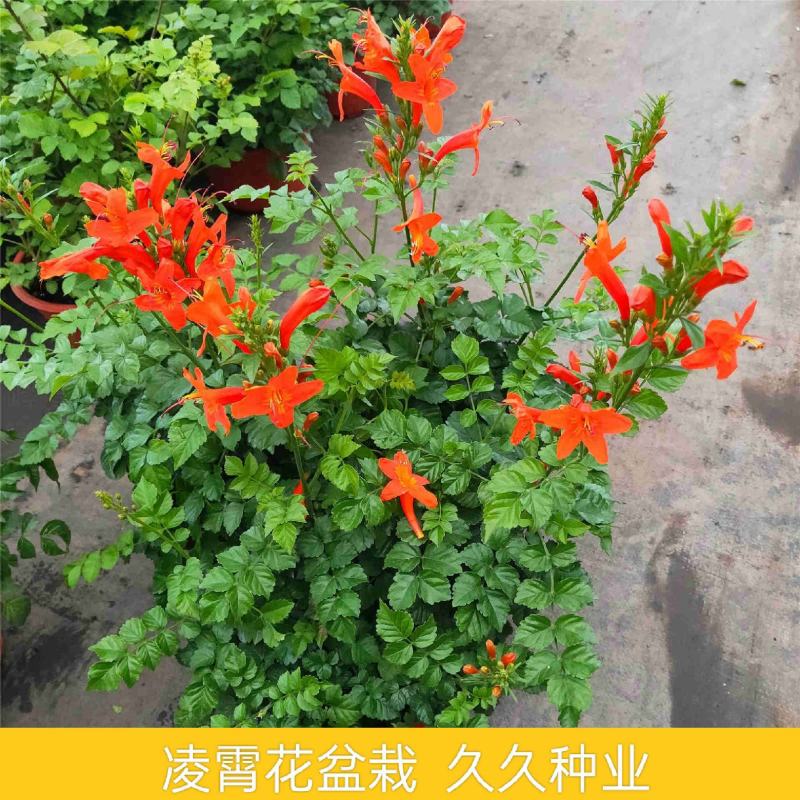 凌霄花盆栽花苗成品大苗庭院爬藤植物多年生易成活花期久