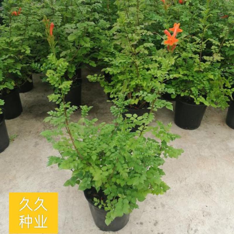 凌霄花盆栽花苗成品大苗庭院爬藤植物多年生易成活花期久