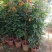 凌霄花盆栽花苗成品大苗庭院爬藤植物多年生易成活花期久