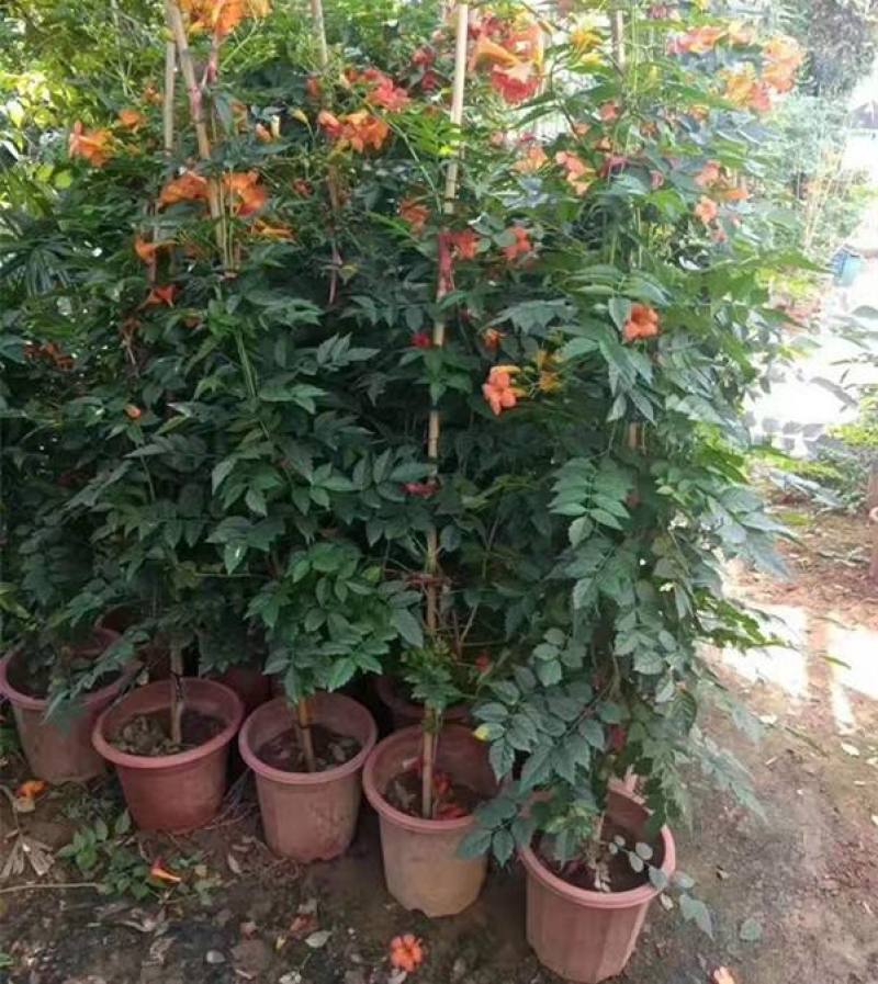 凌霄花盆栽花苗成品大苗庭院爬藤植物多年生易成活花期久