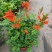 凌霄花盆栽花苗成品大苗庭院爬藤植物多年生易成活花期久