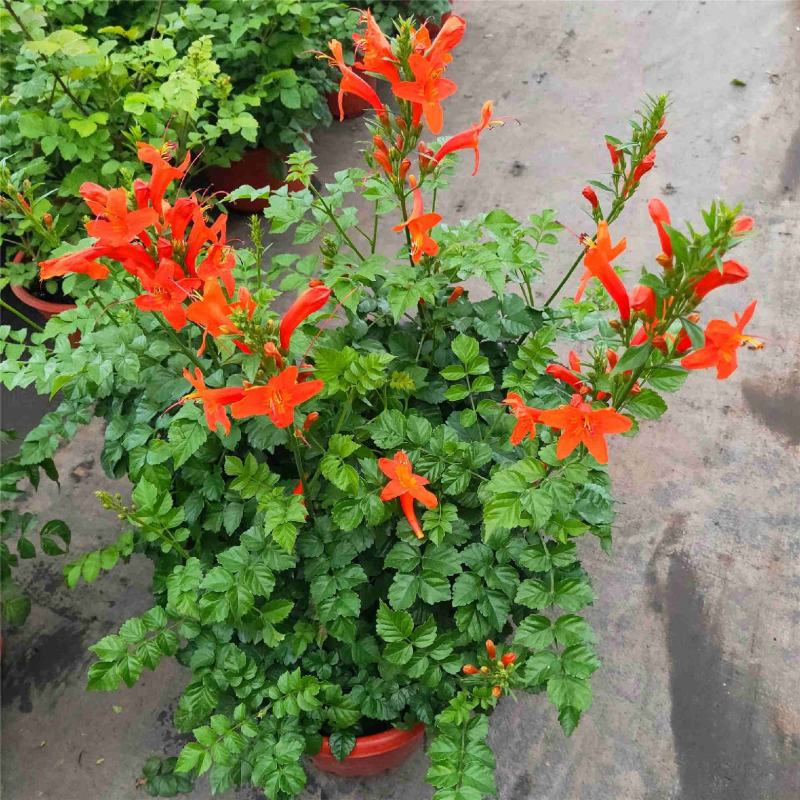 凌霄花盆栽花苗成品大苗庭院爬藤植物多年生易成活花期久