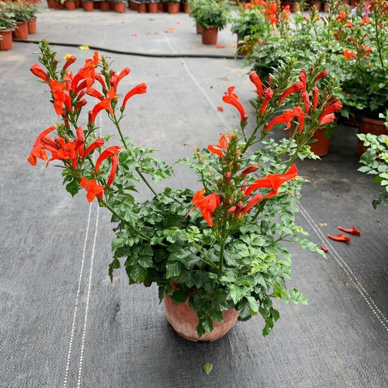 凌霄花盆栽花苗成品大苗庭院爬藤植物多年生易成活花期久