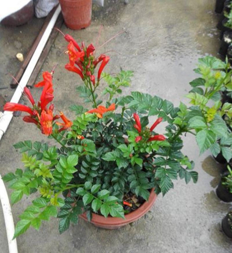 凌霄花盆栽花苗成品大苗庭院爬藤植物多年生易成活花期久
