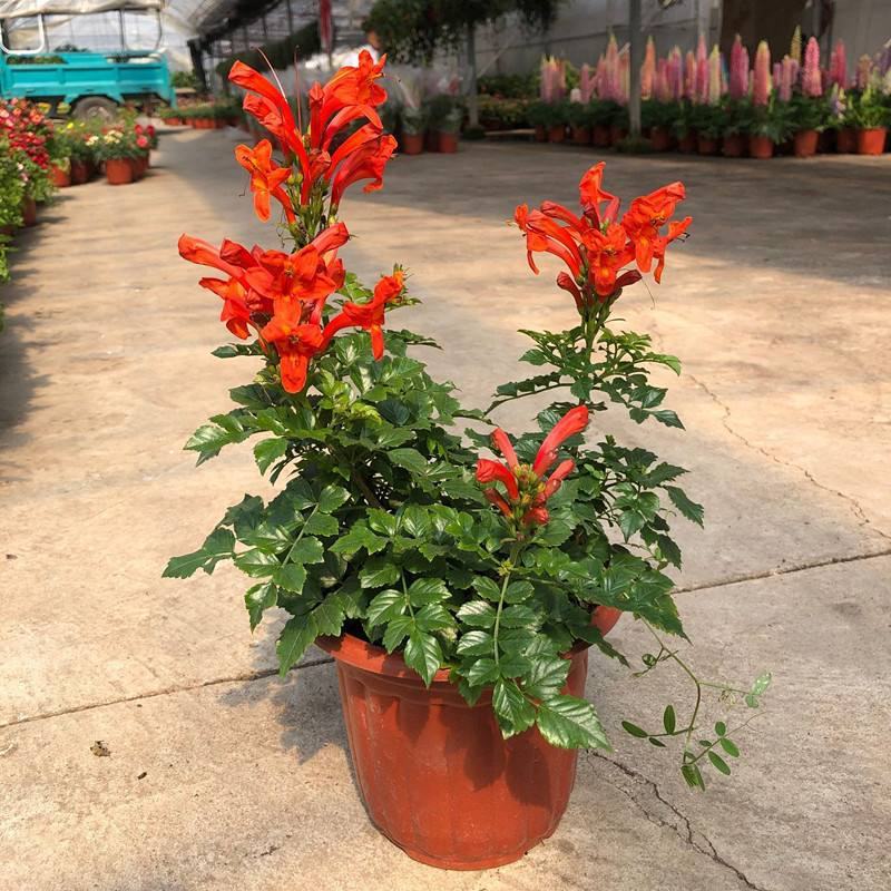 凌霄花盆栽花苗成品大苗庭院爬藤植物多年生易成活花期久