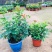凌霄花盆栽花苗成品大苗庭院爬藤植物多年生易成活花期久