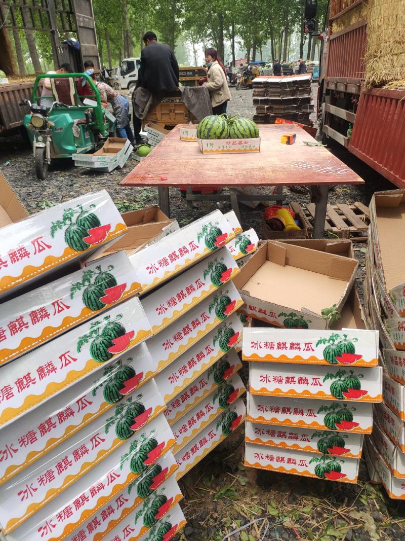精品麒麟西瓜大量上市基地一手货源对接电商市场商超