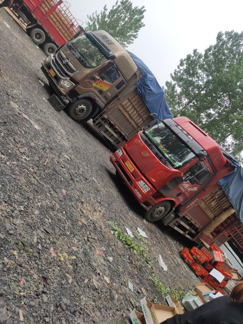 精品麒麟西瓜大量上市基地一手货源对接电商市场商超