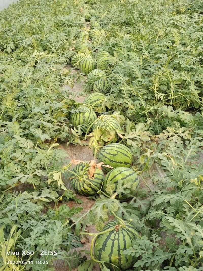 自身苗美都本地大棚西瓜，皮薄质脆，口感好，皮张颜色清秀