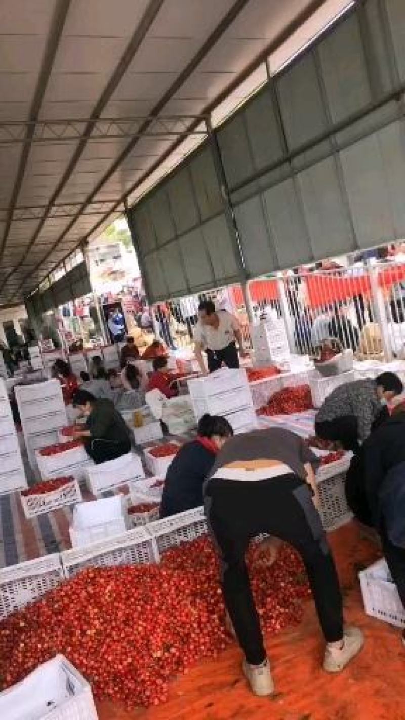 陕西宝鸡万亩樱桃基地已真式开园，各种品种齐全