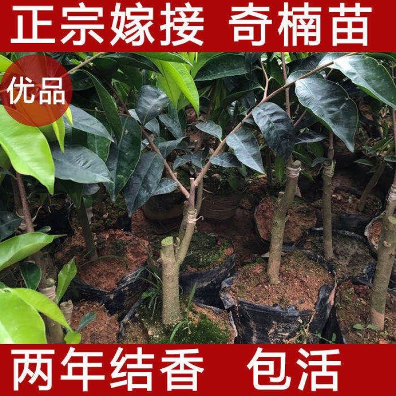 奇楠沉香苗