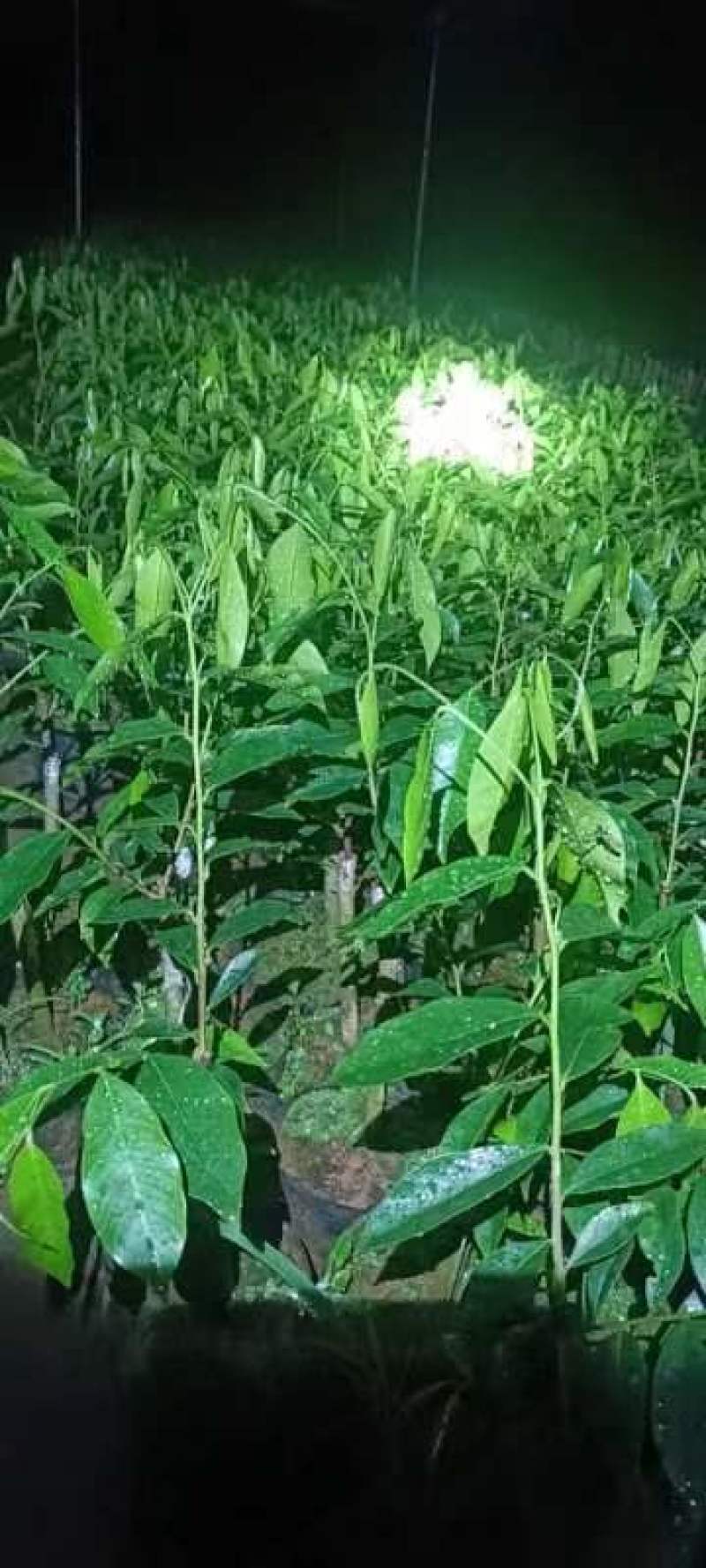奇楠沉香苗