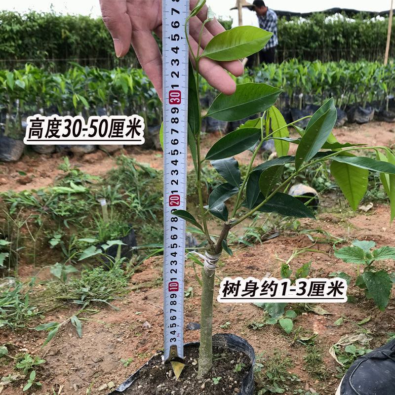 奇楠沉香苗