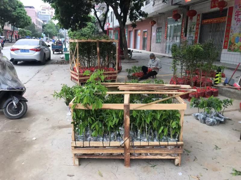 奇楠沉香苗