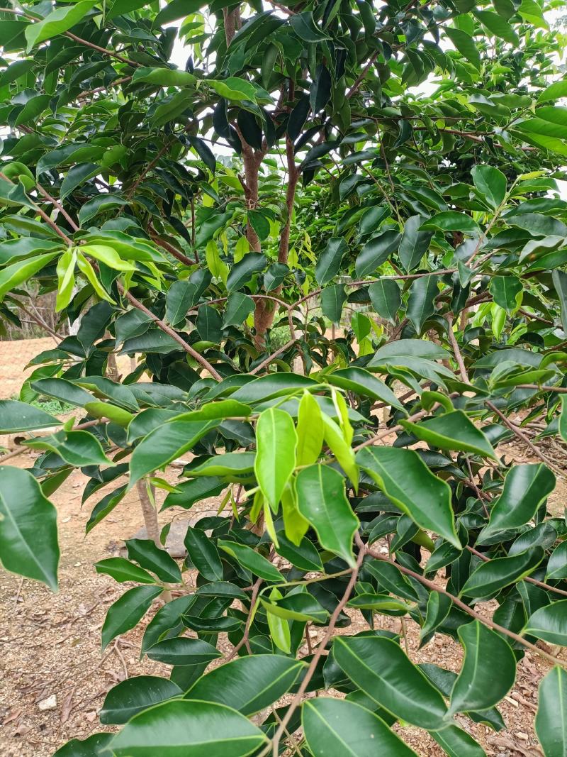 奇楠沉香苗